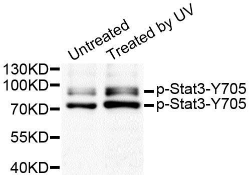 Stat3 (phospho-Y705) antibody