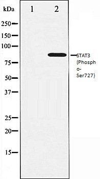 STAT3 (Phospho-Ser727) antibody