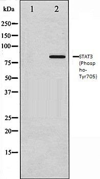 STAT3 (Phospho-Tyr705) antibody