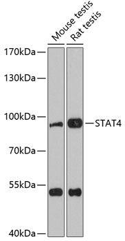 STAT4 antibody