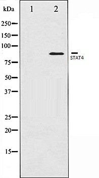 STAT4 antibody