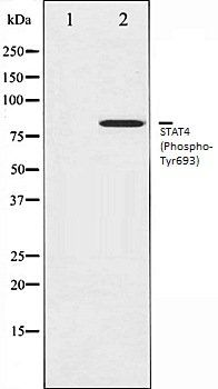 STAT4 (Phospho-Tyr693) antibody