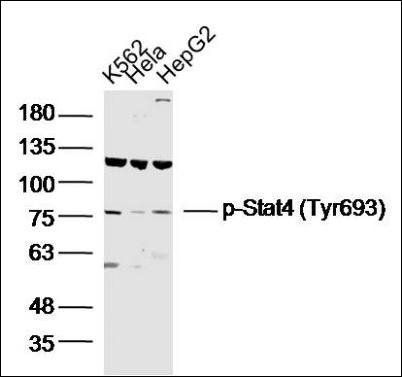 Stat4 (phospho-Tyr693) antibody