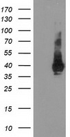 STAT5A antibody