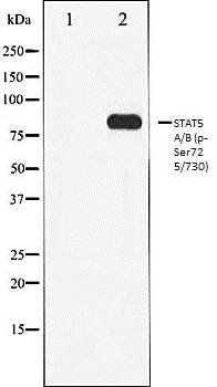 STAT5A/B (phospho-Ser725/730) antibody