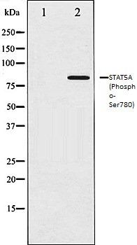 STAT5A (Phospho-Ser780) antibody