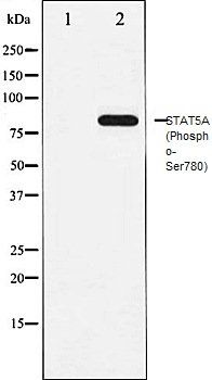 STAT5A (Phospho-Tyr694) antibody