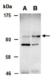 STAT5B (C) Antibody, Rabbit Polyclonal