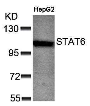 STAT6 (Ab-641) Antibody