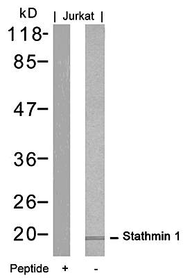 Stathmin 1 (Ab6) Antibody