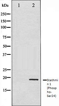 Stathmin 1 (Phospho-Ser24) antibody