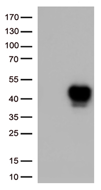 Staufen (STAU1) antibody