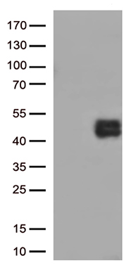 Staufen (STAU1) antibody