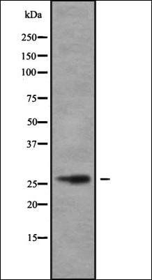 STC1 antibody