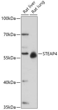 STEAP4 antibody