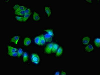 CYP17A1 Antibody