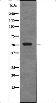 STF-1 (Phospho-Ser203) antibody