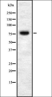 STIM1 antibody
