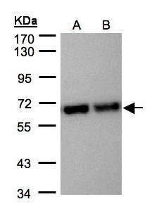 STIP1 Rabbit Polyclonal Antibody