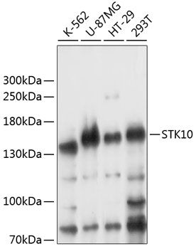 STK10 antibody