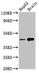 STK17B Antibody