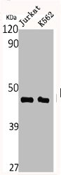 STK17B antibody