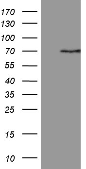 STK23 (SRPK3) antibody