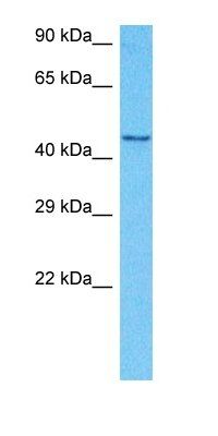 STK24 antibody