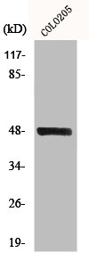 STK24 antibody