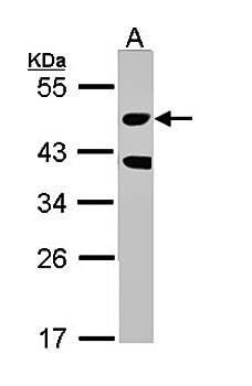 STK24 antibody