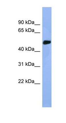 Stk25 antibody
