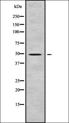 STK25 antibody