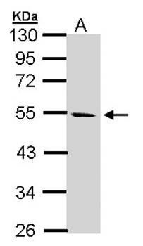 STK25 antibody