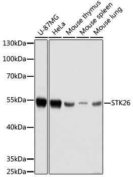STK26 antibody