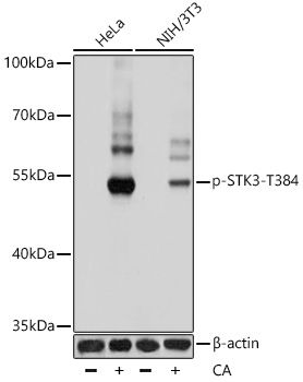 STK3 (Phospho-T384) antibody