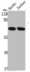 STK33 antibody