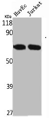 STK33 Antibody