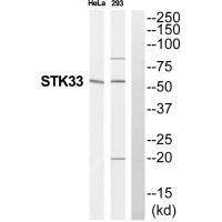 STK33 Antibody