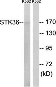 STK36 antibody