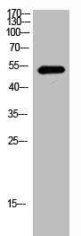 STK38L antibody