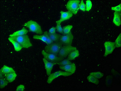 STK4 Antibody