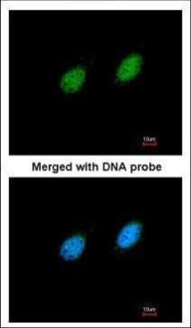 STK40 antibody