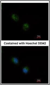 STMN2 antibody