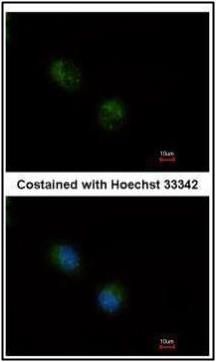 stathmin 2 Antibody