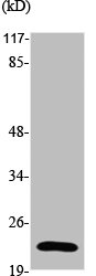 STMN2 antibody