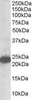 Goat anti-STMN2 / SCG10 Antibody