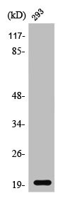 STMN3 Antibody