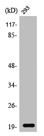 STMN3 antibody