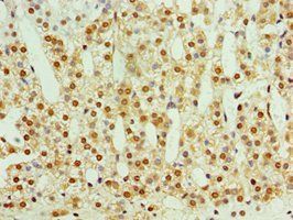 STMN4 Antibody