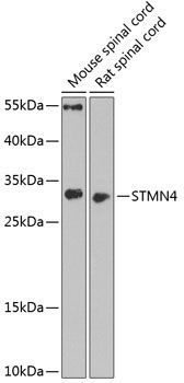 STMN4 antibody